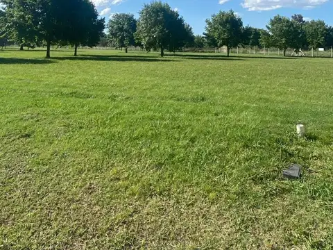 Lote 296