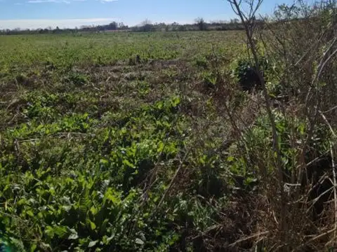 Alfredo Schilla 1215 , Piso 0