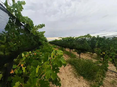 VENTA FINCA EN PRODUCCION UGARTECHE LUJAN MENDOZA