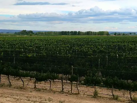 VENTA FINCA EN PRODUCCION UGARTECHE LUJAN MENDOZA