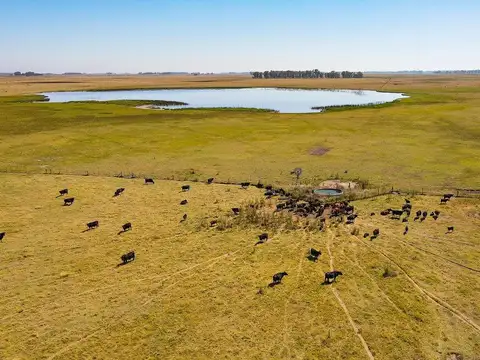 VENTA DE CAMPO GANADERO PARTIDO DE AZUL