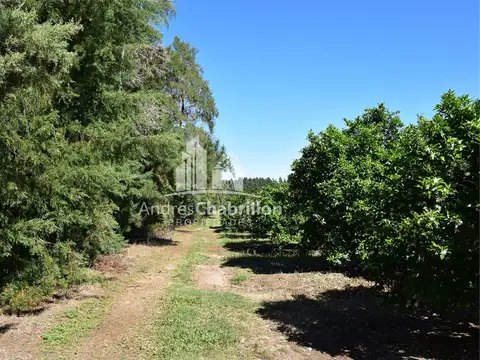 110 Ha. Colonia Ayuí