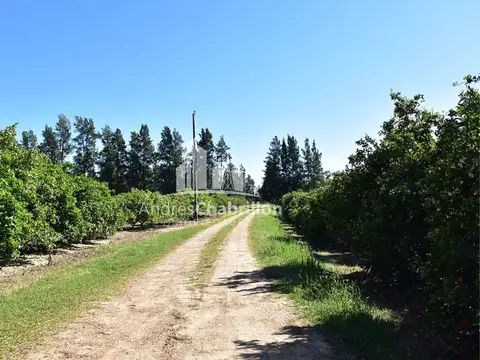 Colonia Ayuí 110