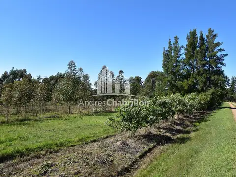 Colonia Ayuí 110