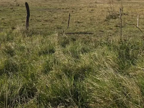 Campo en Venta de 16  ha