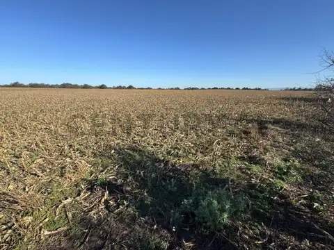UNICO Usd 8500/HA Campo 59 Ha Aptitud Suelo Mixto ESCRITURA