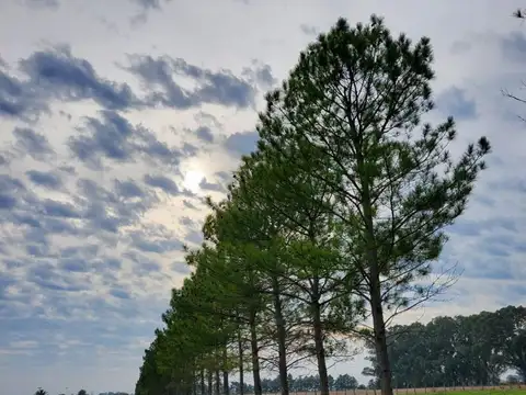 VENTA CAMPO 470HAS AGRICOLA Y CASCO EN NOGOYA