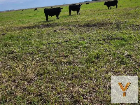 Campo en venta - 3000000mts2 - Laprida