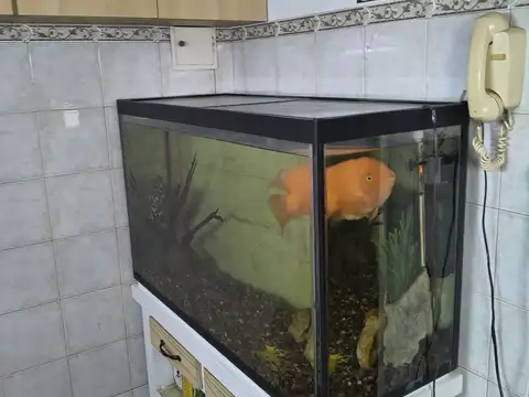 Departamento en Alquiler al Este