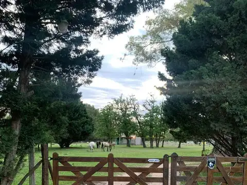 CAMPO DE 9 HECTAREAS CON PLANTACION DE ARANDANOS