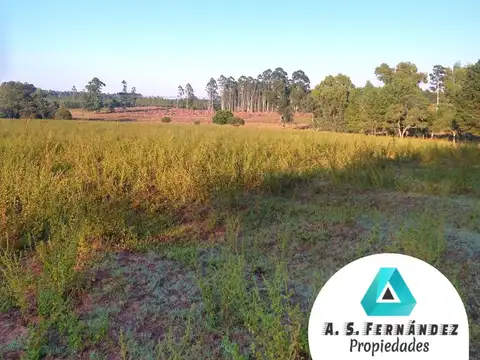 22.5 Has. CAMPO ARENOSO PROFUNDO