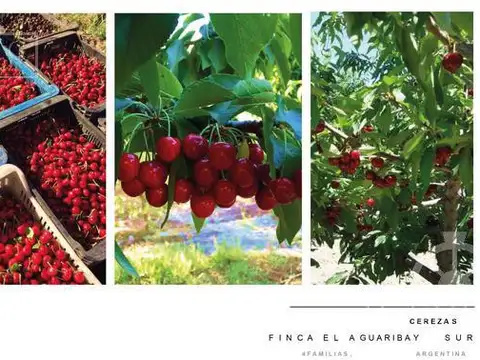 Finca productiva en Venta en Mendoza, 60 has cultivos intensivos