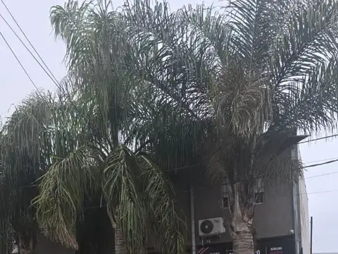 Departamento en Alquiler Permite mascota