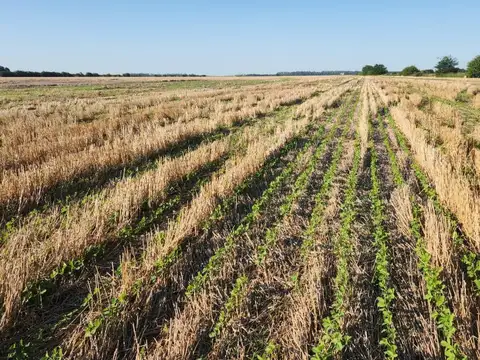 Venta campo agricola en Carmen de Areco provincia de Buenos Aires