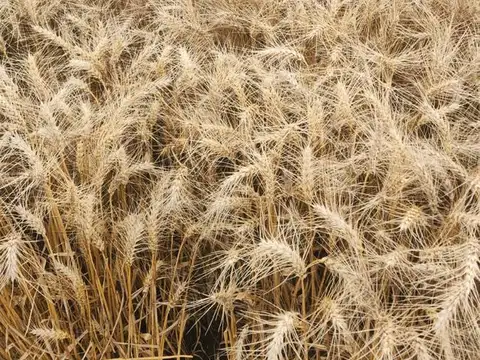Venta campo agricola en Carmen de Areco provincia de Buenos Aires