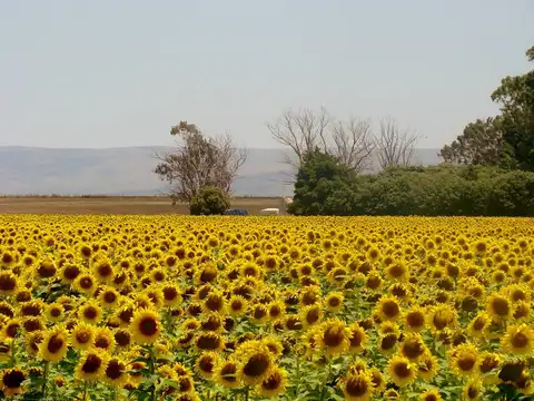 Gran campo productivo en logroño