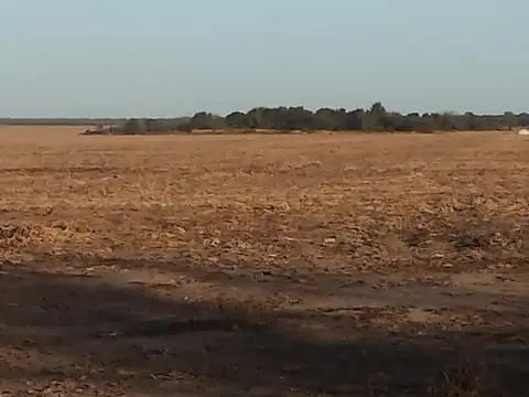 Campo de 586 HAS en Guasayán, Santiago del Estero