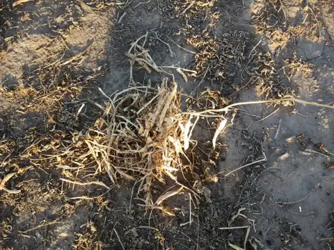 Campo de 586 HAS en Guasayán, Santiago del Estero