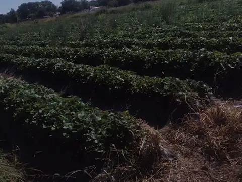 VENTA CAMPO AGRICOLA CAMINO 60 CUADRAS, CORDOBA
