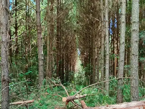 Venta Campo en EL DORADO/ Misiones