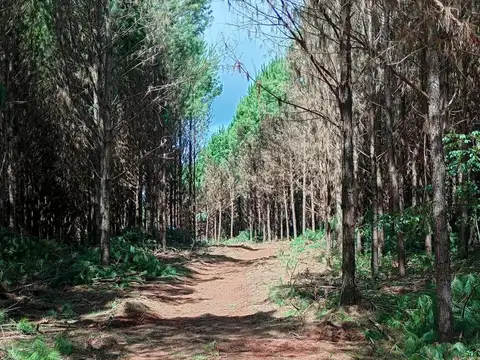 OPORTUNIDAD VENTA El Dorado campo forestal