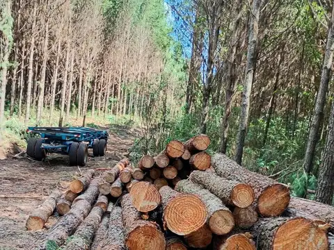 VENTA El Dorado campo forestal