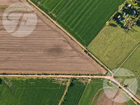 CAMPO AGRÍCOLA DE 43,43 HECTÁREAS EN VENTA – 3 PARCELAS INDEPENDIENTES – DOYLE, SAN PEDRO
