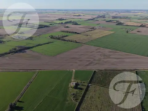 CAMPO AGRÍCOLA DE 43,43 HECTÁREAS EN VENTA – DOYLE, SAN PEDRO