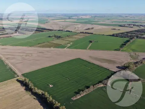 CAMPO AGRÍCOLA DE 43,43 HECTÁREAS EN VENTA – DOYLE, SAN PEDRO