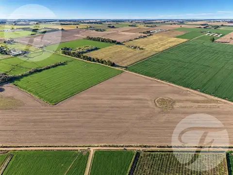 CAMPO AGRÍCOLA DE 43,43 HECTÁREAS EN VENTA – 3 PARCELAS INDEPENDIENTES – DOYLE, SAN PEDRO