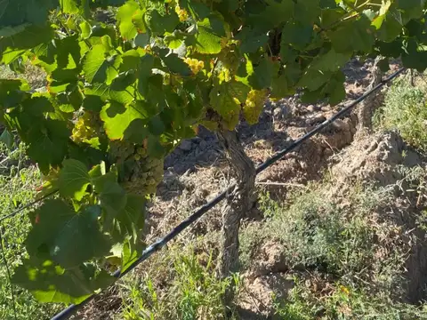 Campo en Venta Agrícola