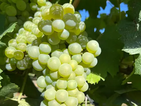 LISTA PARA PRODUCCION : FINCA VITIVINICOLA LISTAPARA COSECHAR EXITOS