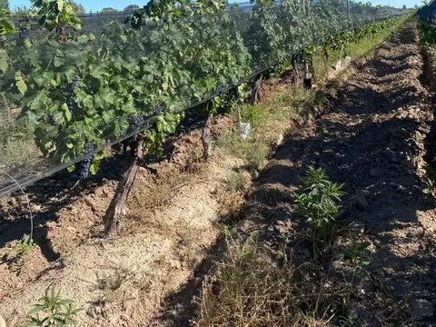 Campo en Venta Agrícola