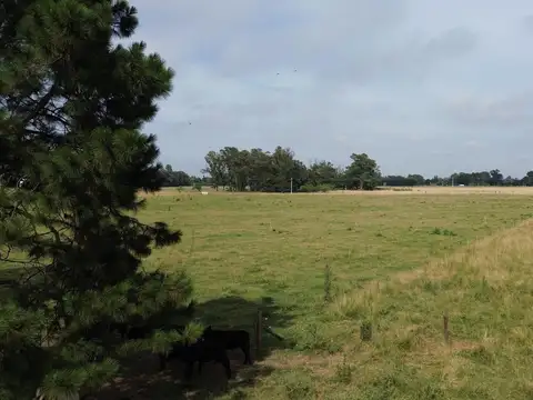 CAMPO EN VENTA CON MEJORAS CERCADO TOTALMENTE Y DOS ACCESOS POR RUTA 41 Y POR RUTA 3