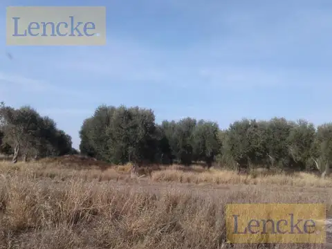 Lencke Vende - Campo en produccion de aceitunas - Capayan