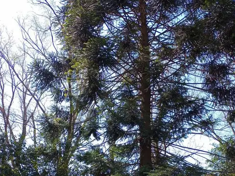 VENTA/PERMUTA - Casa quinta 3 dormitorios - Roldán, Santa Fe.