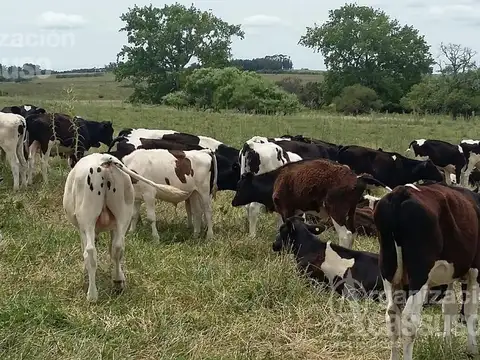 Chacra de 8 has  Cerca del Club de Polo Medellin
