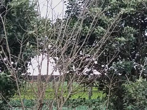 VENTA CAMPO 6 HECTAREAS EN ROSARIO. ACCESO PAVIMENTADO ! QUINTA / GRANJAS AVICOLAS