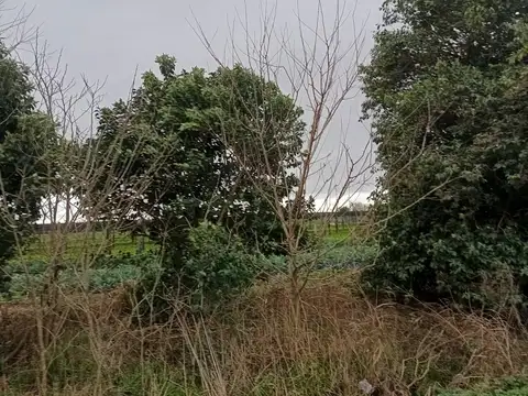 Avenida José Batlle Y Ordóñez 7200