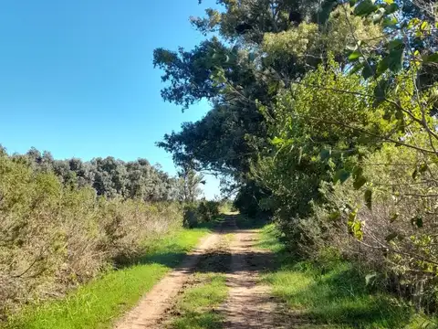 VENTA CAMPO 24 Ha. agropecuarias, APTO GRANJA, Emprendimiento o Cultivo