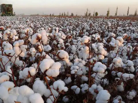 Campo en Logroño