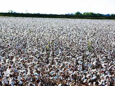 Campo en logroño