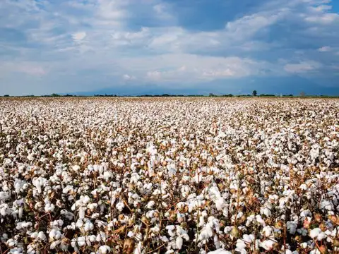 Campo con algodon en Logroño