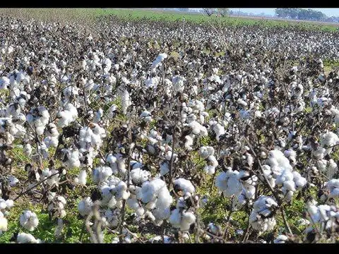 Campo con algodon en Logroño