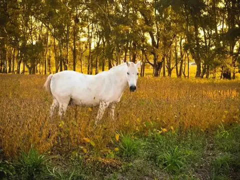 Terreno en Venta en Villa Ruiz, USD 20.500