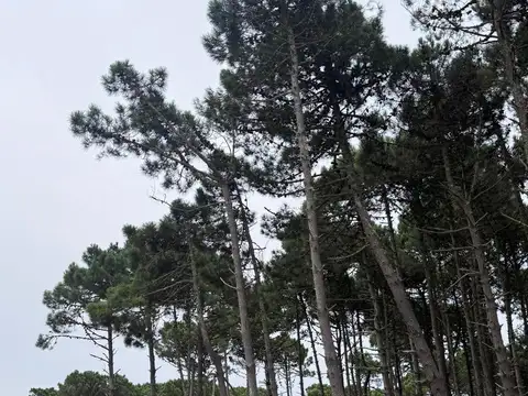 Terreno en Venta 40  mts Fondo