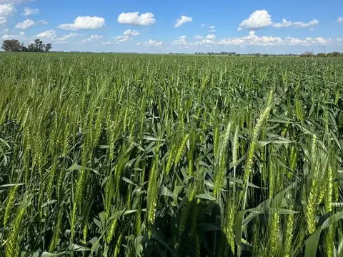 CAMPO AGRICOLA EN VENTA EL SOCORRO