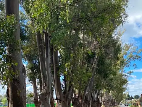 Lote central Santa Sofia