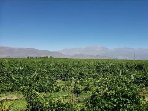 ghilardi, san 100