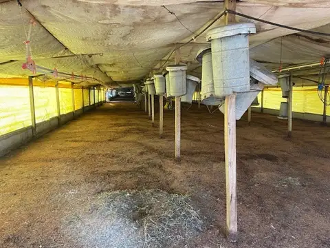 Granja avícola completa habilitada.